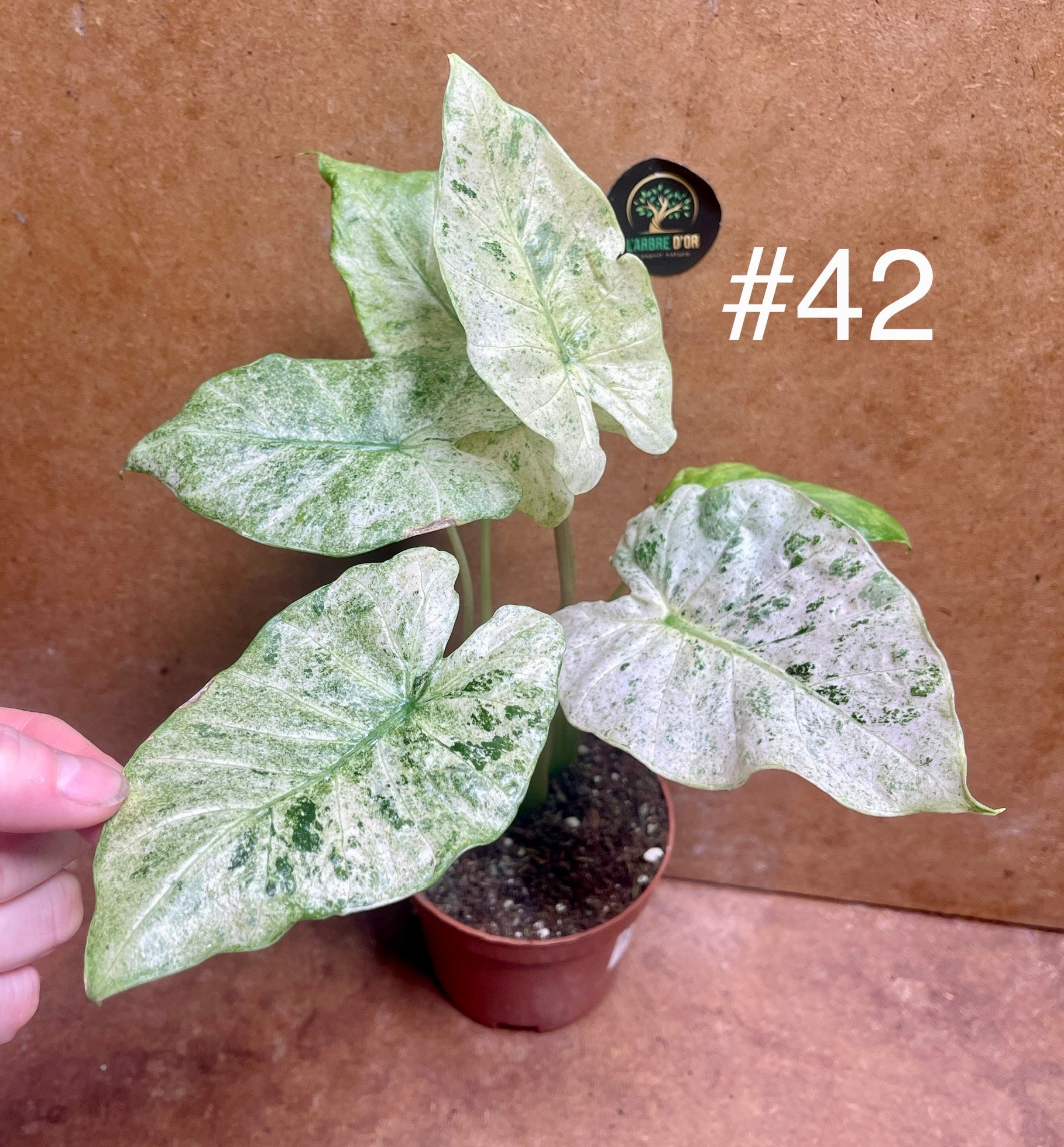 Alocasia macrorrhiza splash variegata tricolor / mint taille M