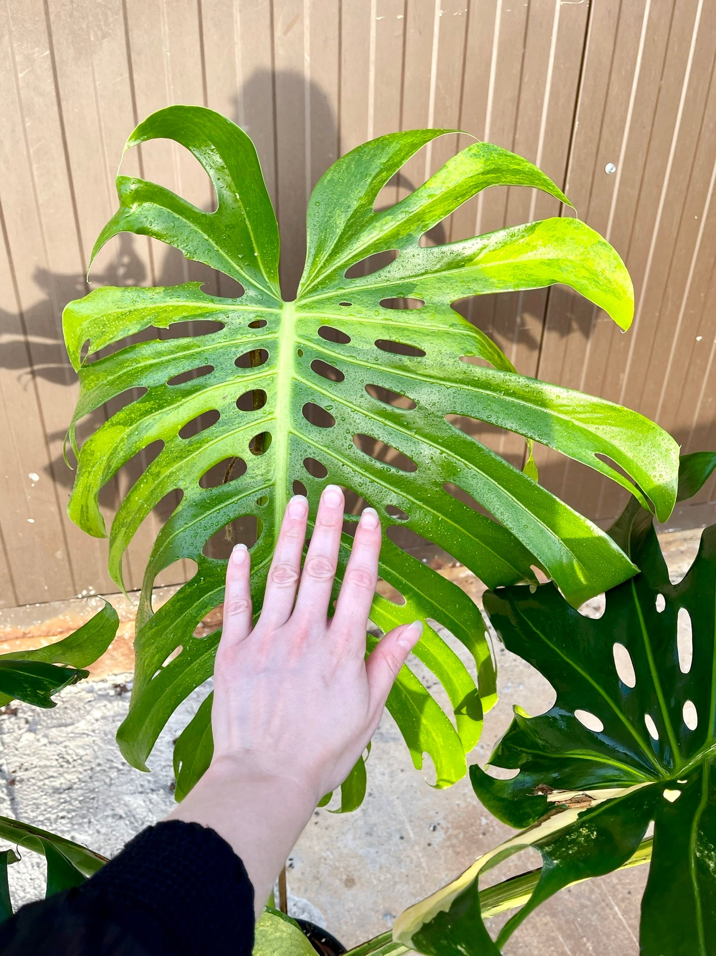 Monstera deliciosa aurea variegata XXL