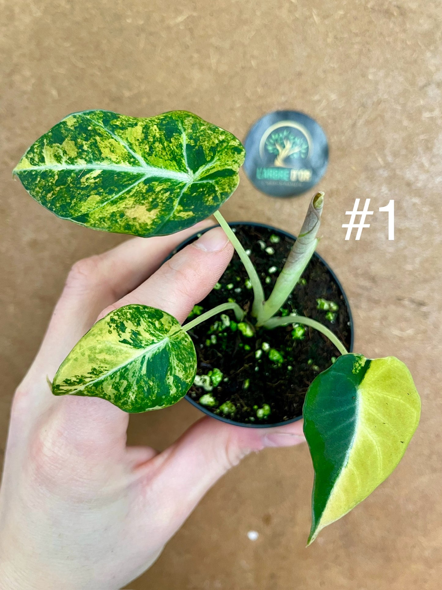 Alocasia black velvet variegata aurea