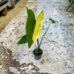 Alocasia zebrina variegata Black stem special