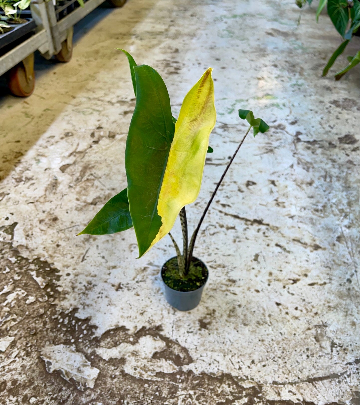 Alocasia zebrina variegata Black stem special