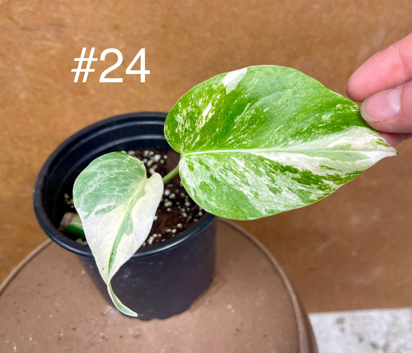 Monstera albo Variegata Boutures racinés en pot