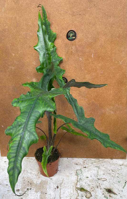 Alocasia sulawesi sabrina narrow