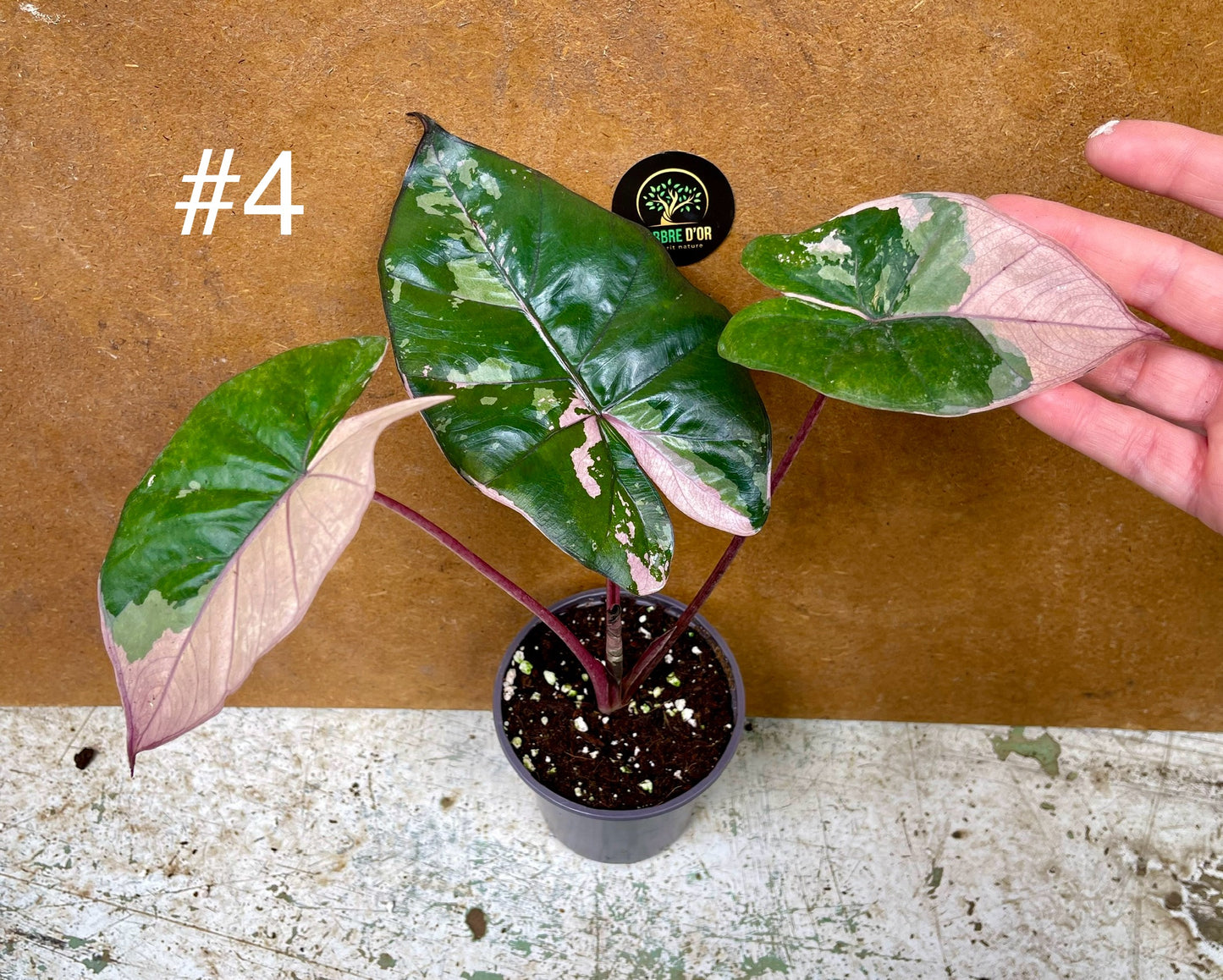 Alocasia serendipity variegata NEW