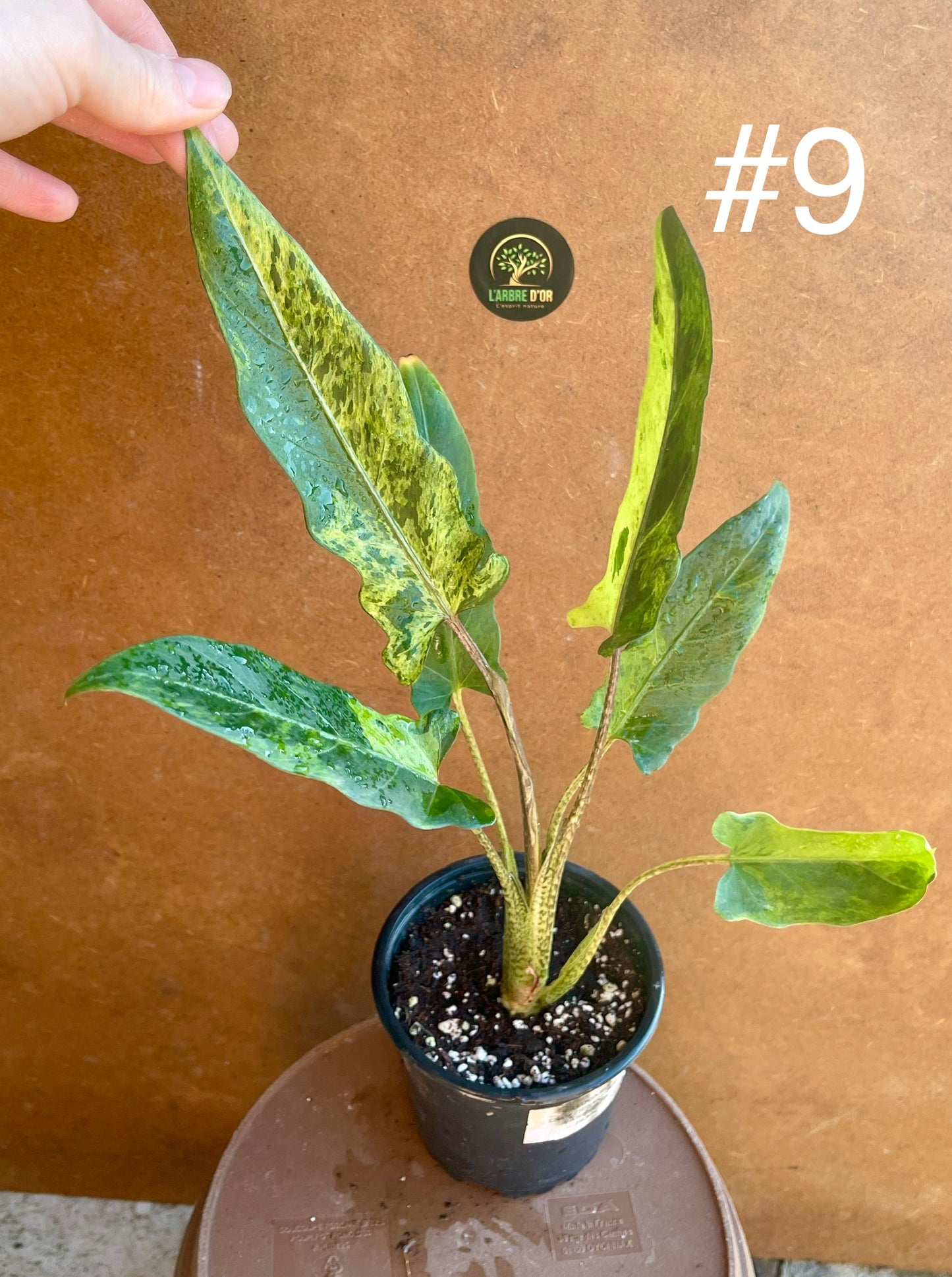 Alocasia lauterbachiana variegata