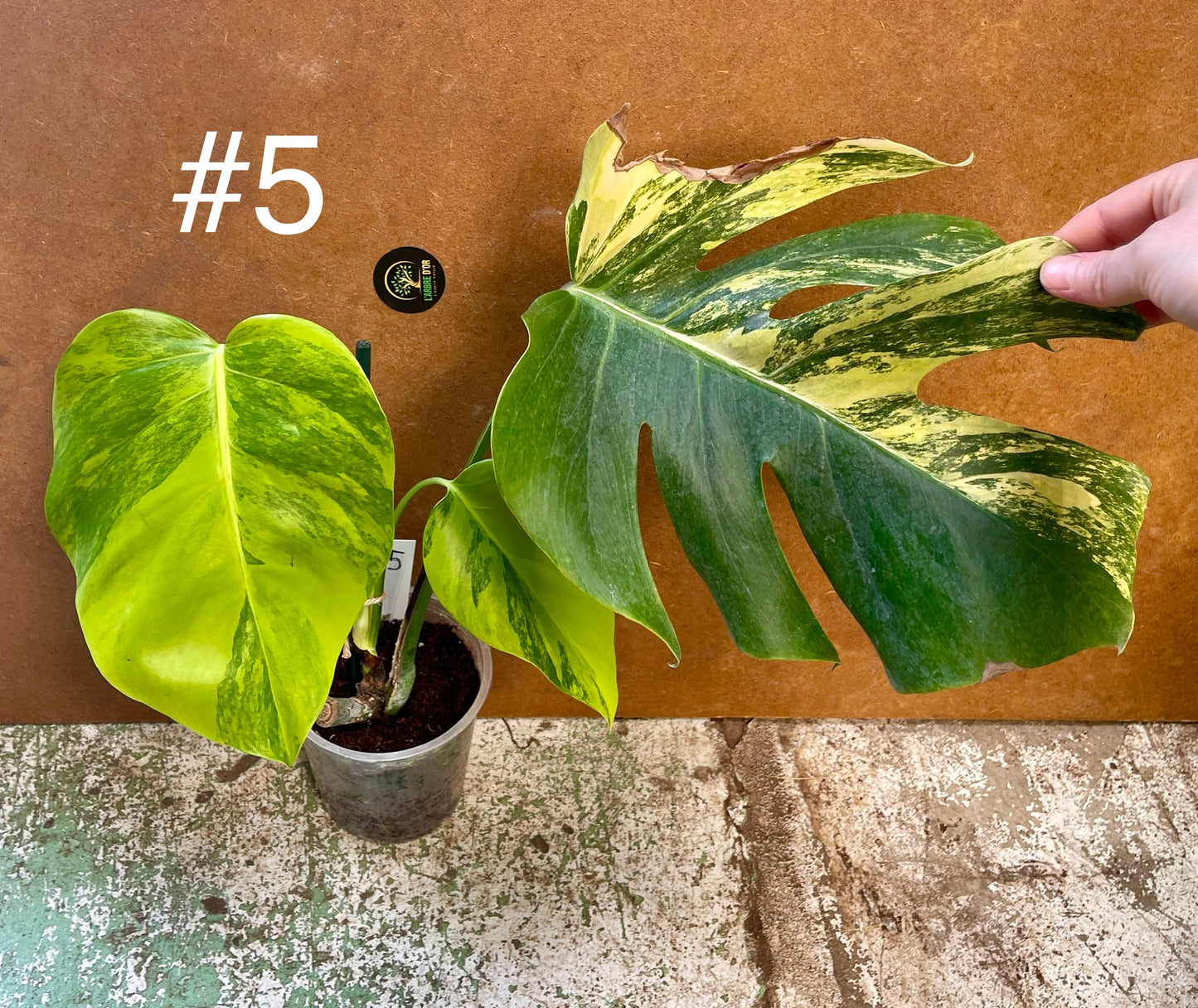 Monstera Aurea boutures small form