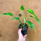 Monstera dilacerata burle marx flame L NEW