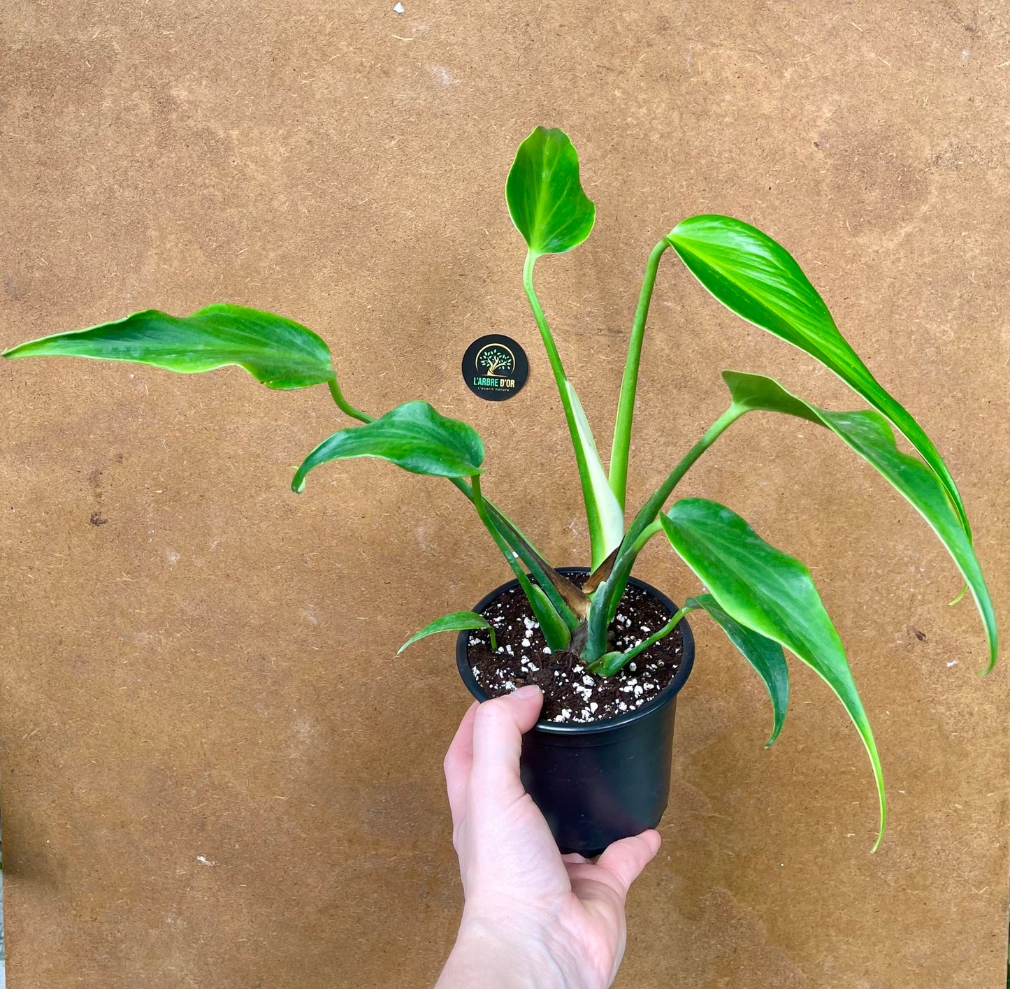 Monstera dilacerata burle marx flame L NEW