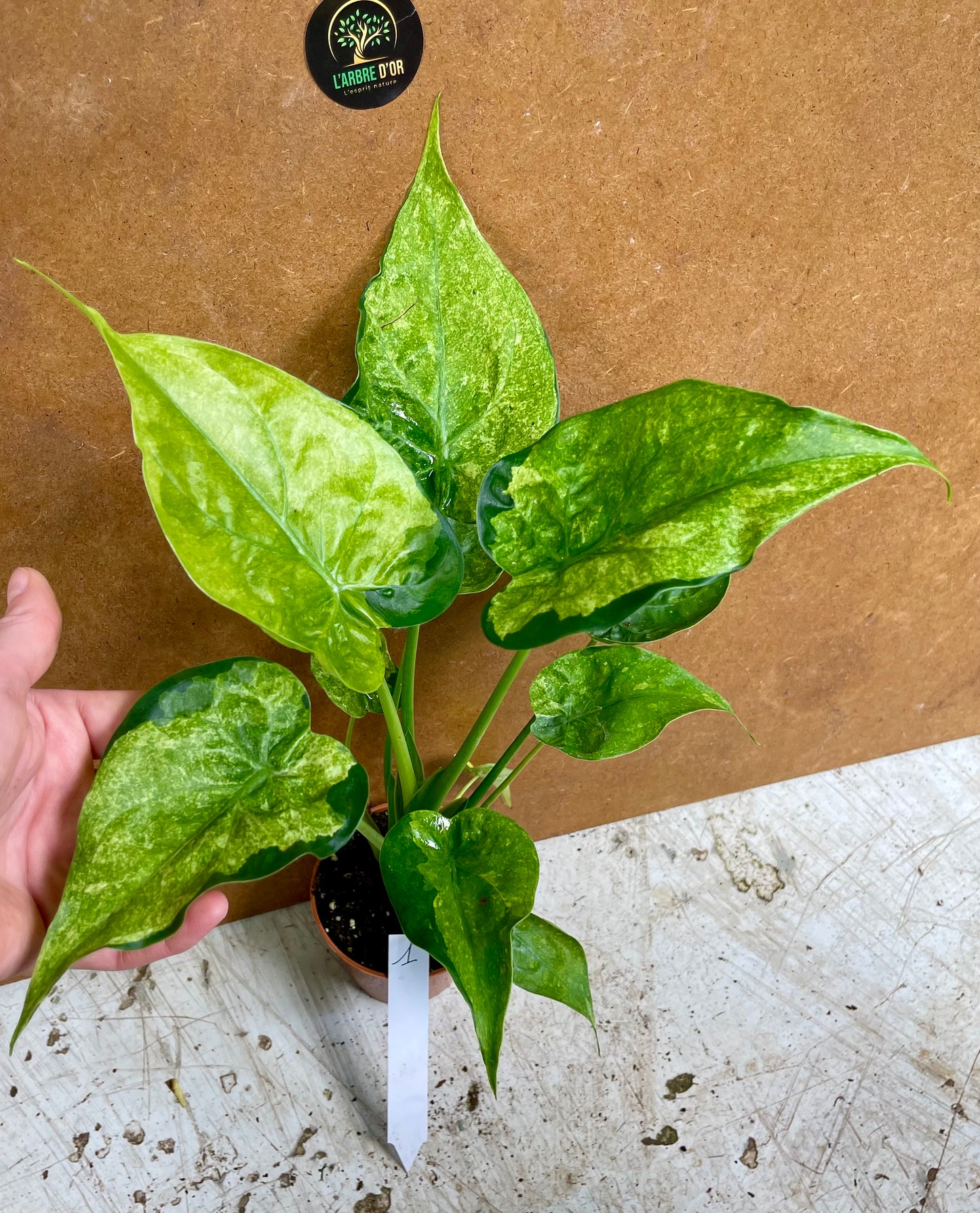 Alocasia cucullata variegata