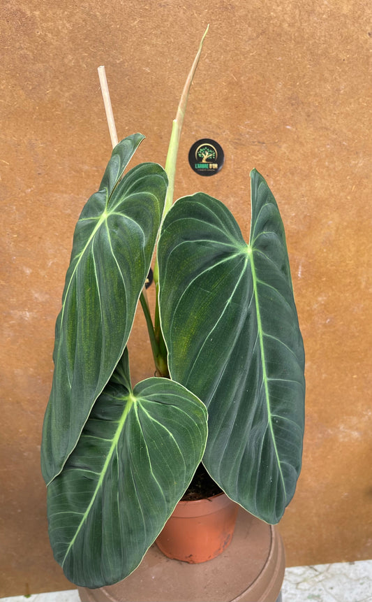 Philodendron melanochrysum  M