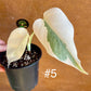 Monstera variegata white ghost