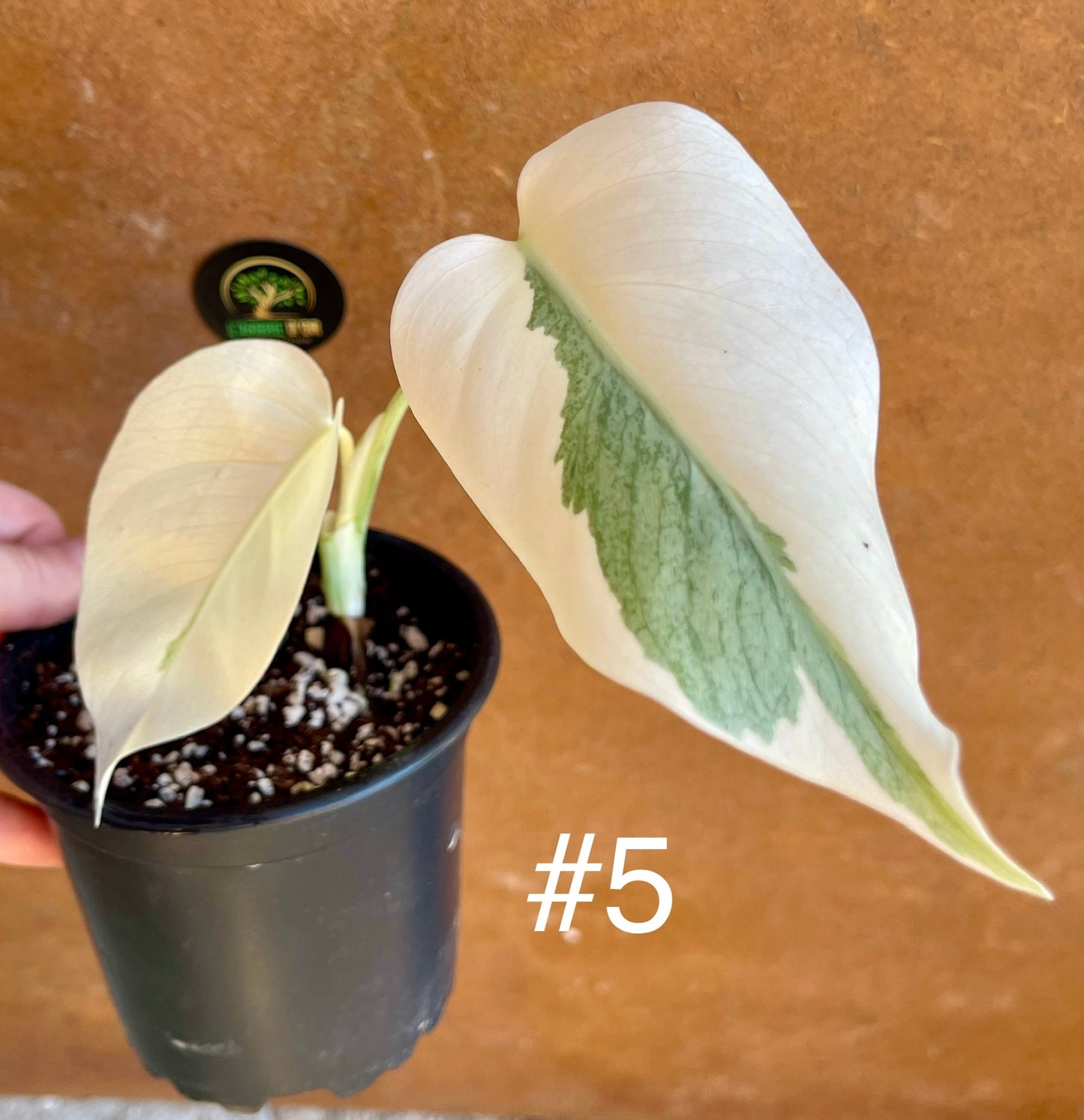 Monstera variegata white ghost