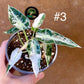 Alocasia green bambino albo variegata NEW