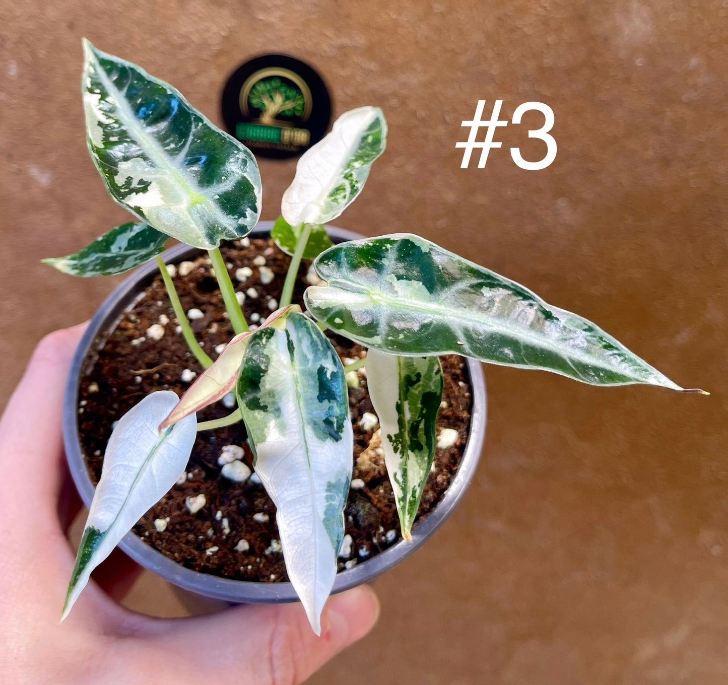 Alocasia green bambino albo variegata NEW