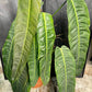 Philodendron Patriciae XXL