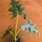 ALOCASIA PORTEI