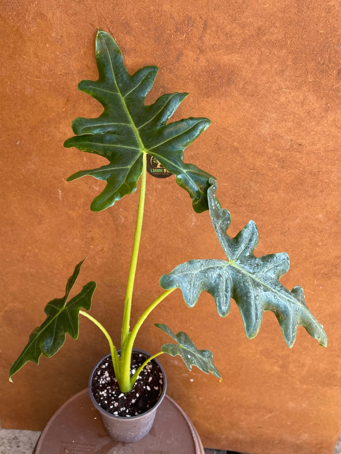 ALOCASIA PORTEI