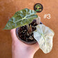 Alocasia polly pink / mint variegata NEW