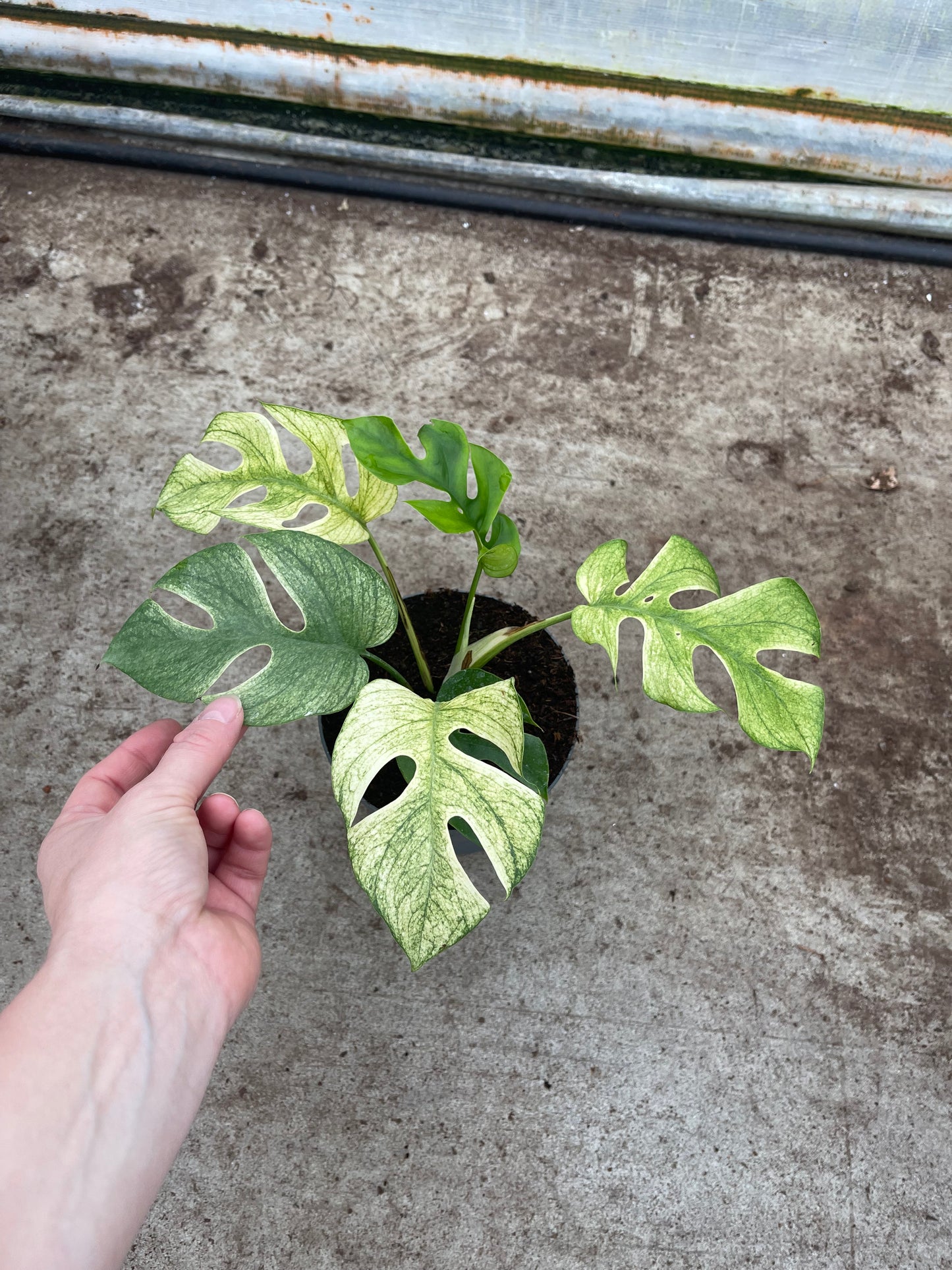 MONSTERA MINIMA WHITE MONSTER