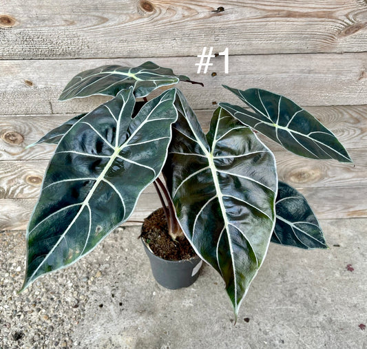 Alocasia dragon tooth