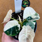 ALOCASIA BLACK VELVET PINK VARIEGATA NEW