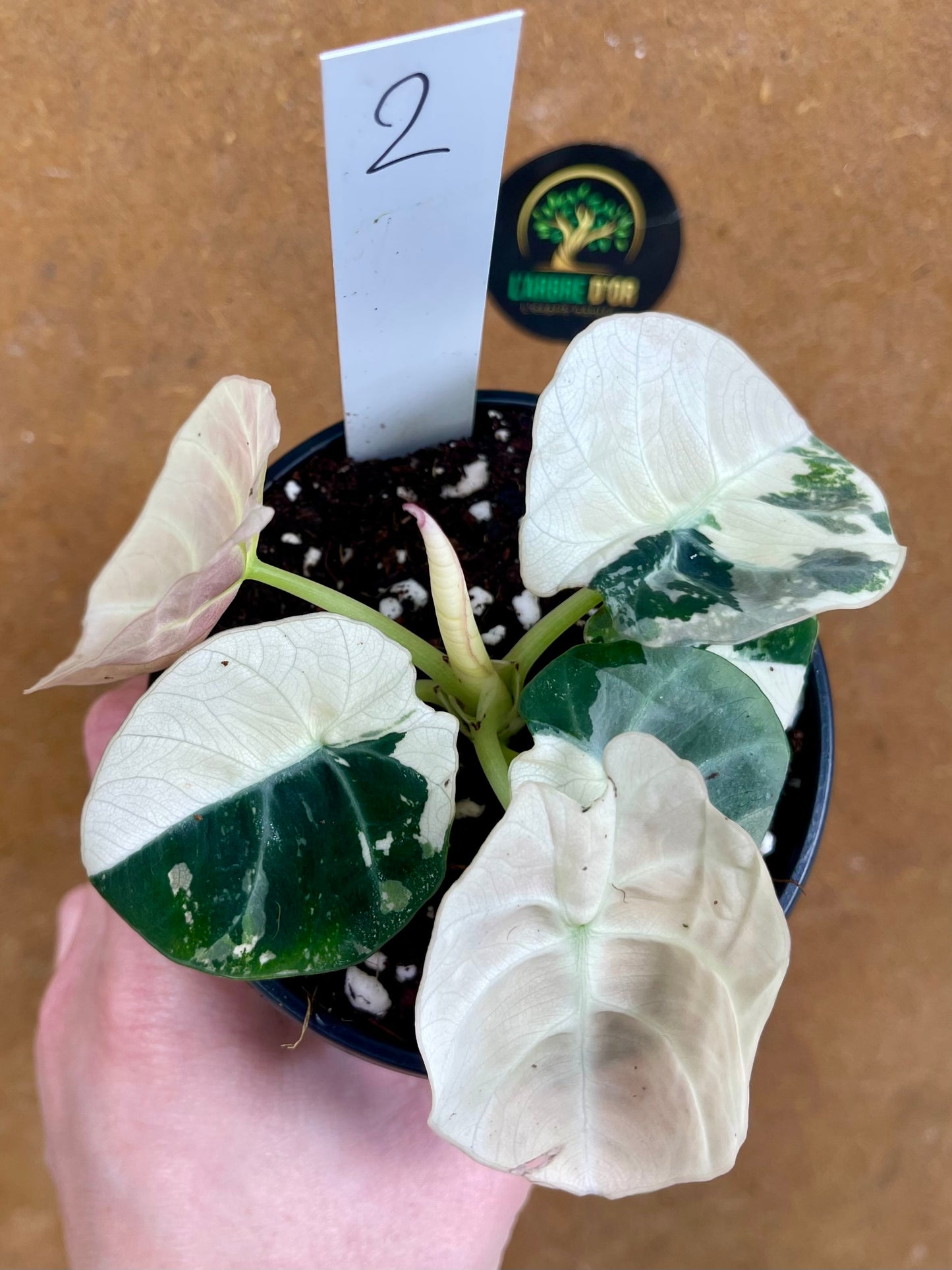 ALOCASIA BLACK VELVET PINK VARIEGATA NEW