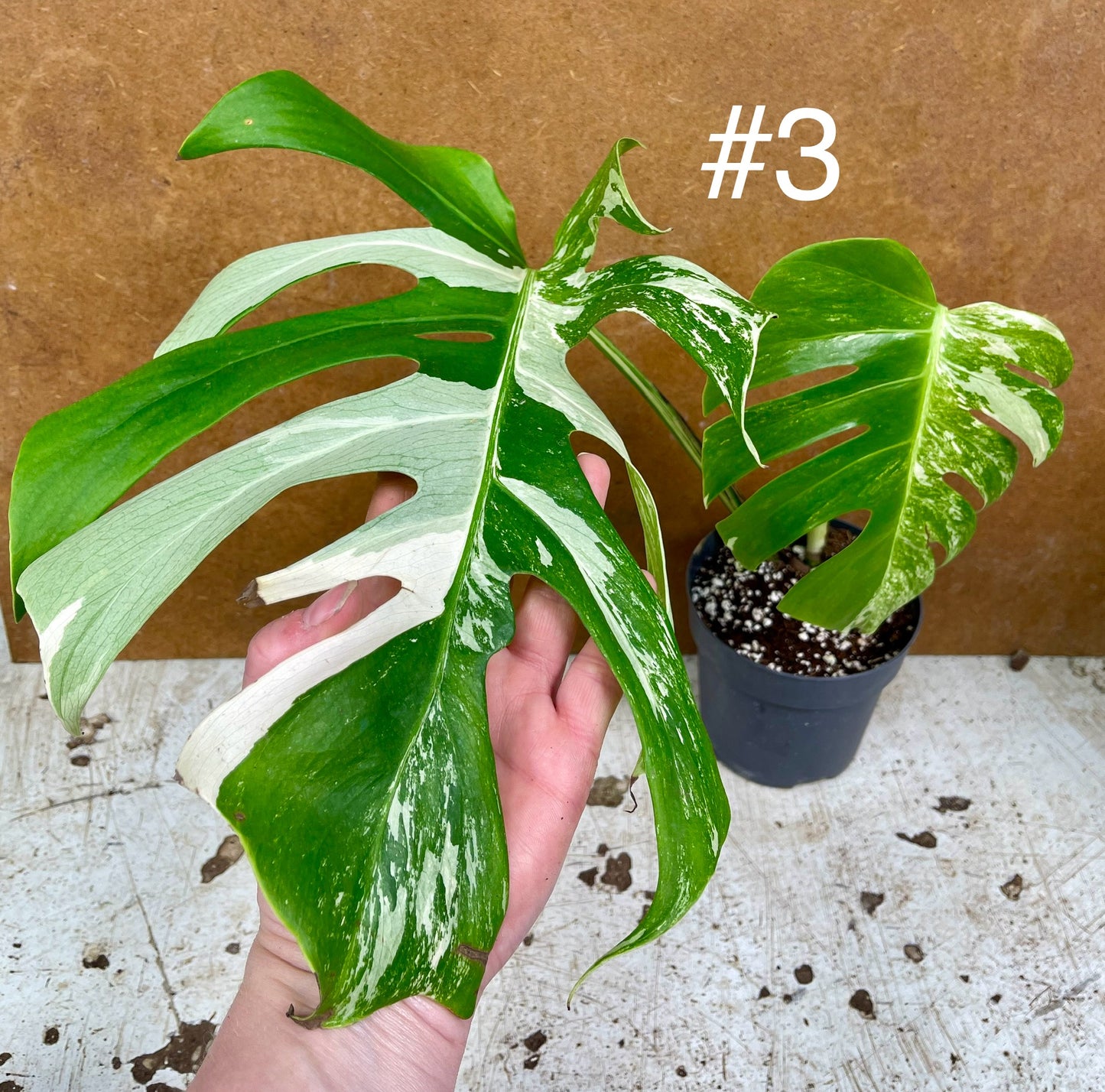 Monstera albo Variegata Boutures racinés en pot