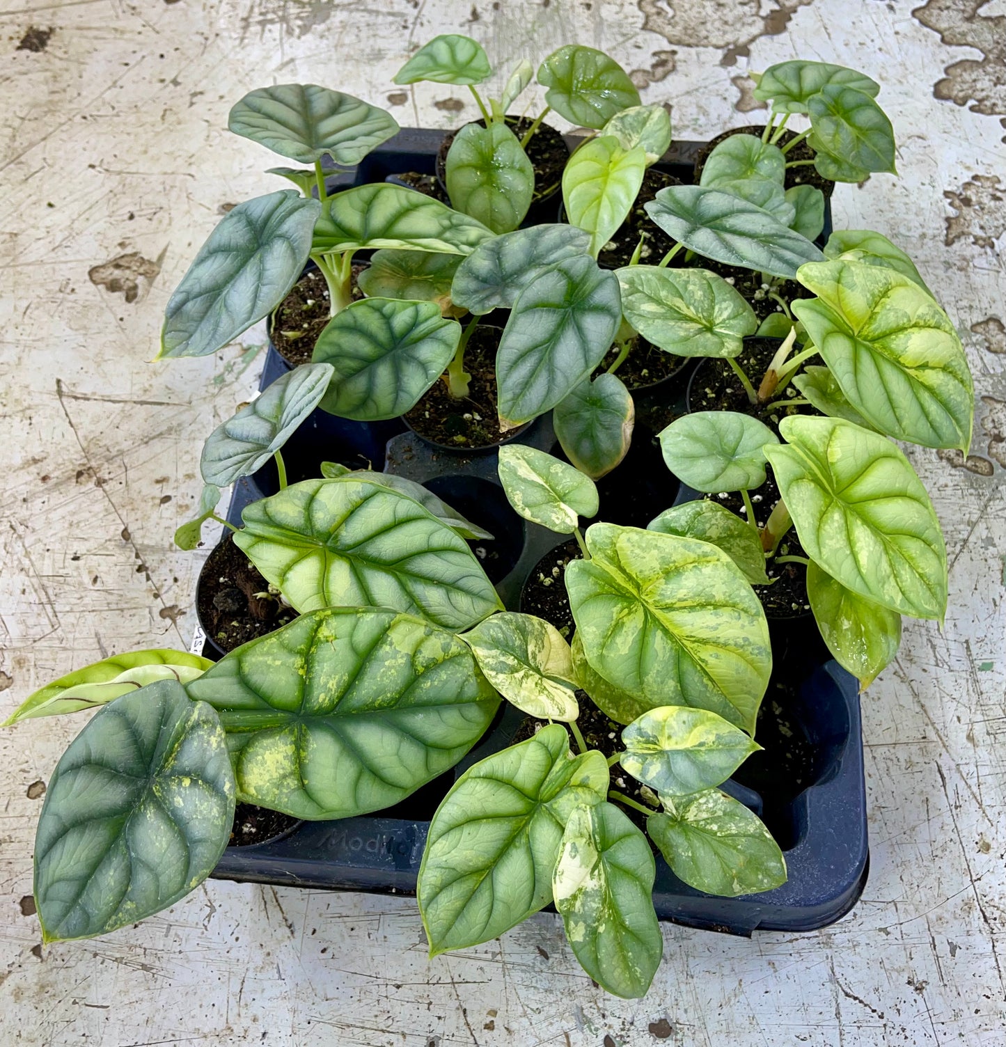 Alocasia silver dragon aurea variegata NEW