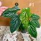 Anthurium radicans x luxurians NEW