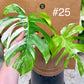 Monstera albo Variegata Boutures racinés en pot