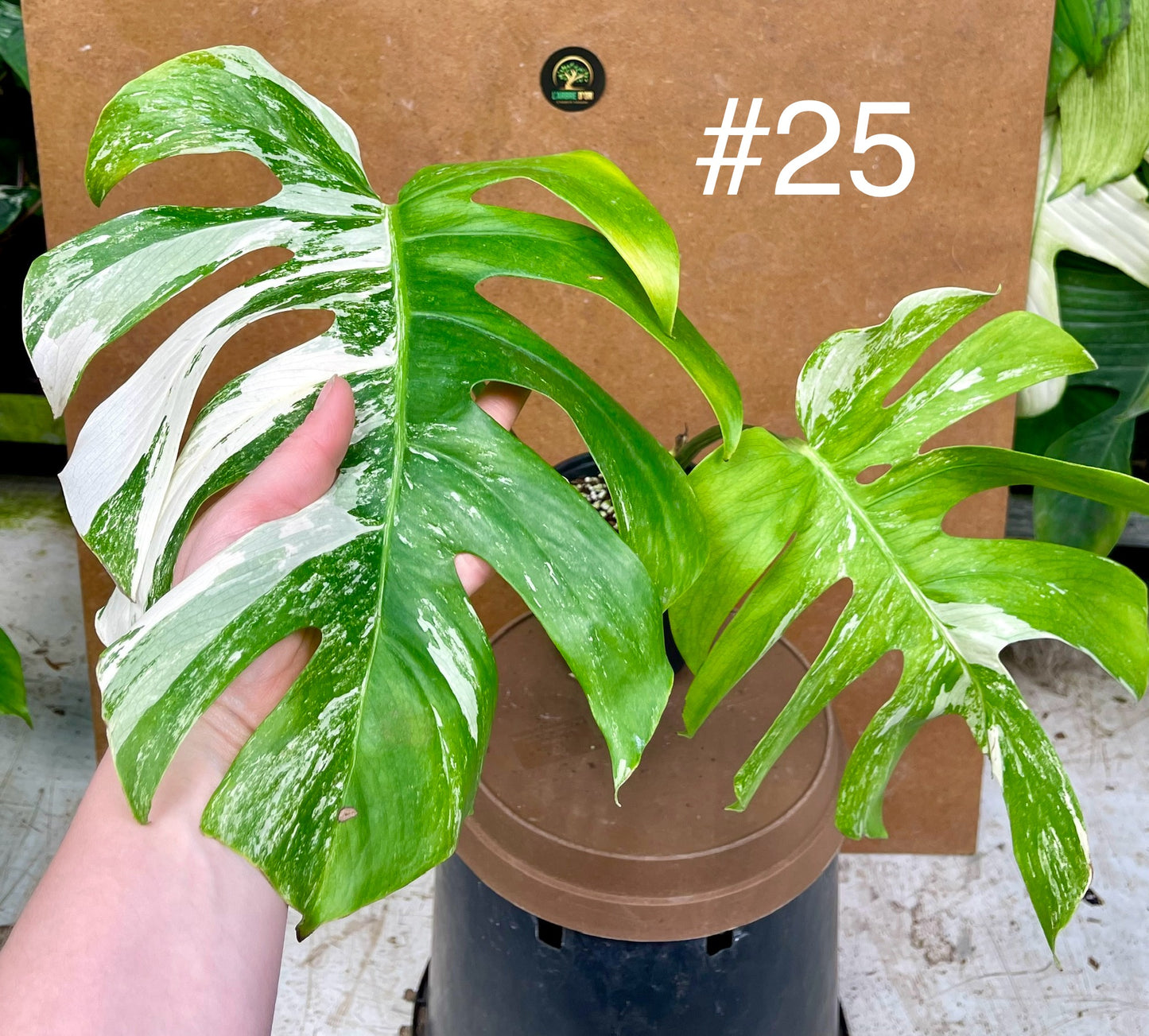 Monstera albo Variegata Boutures racinés en pot