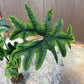 Alocasia jacklyn XXL