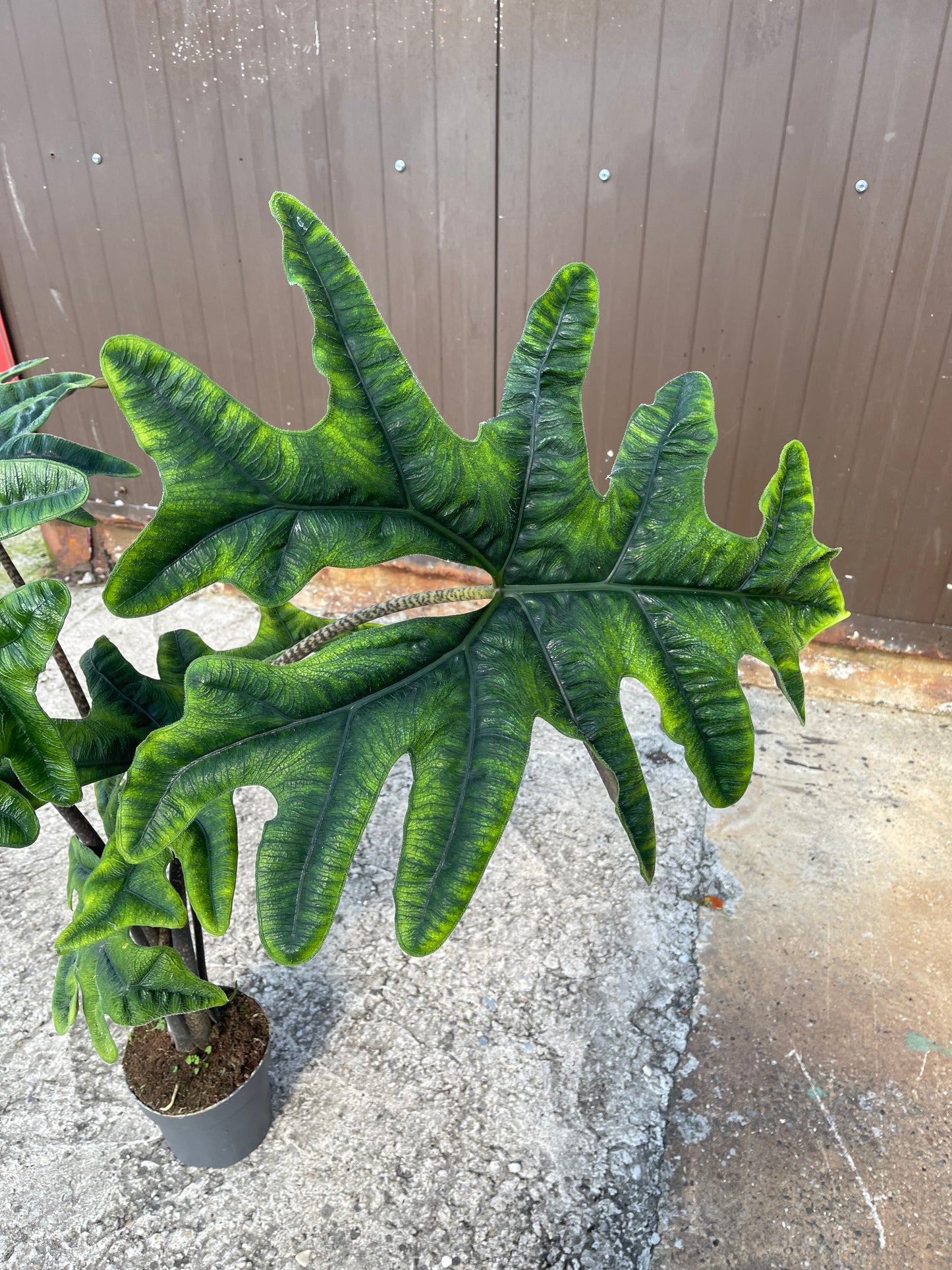 Alocasia jacklyn XXL