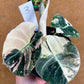 ALOCASIA BLACK VELVET PINK VARIEGATA NEW