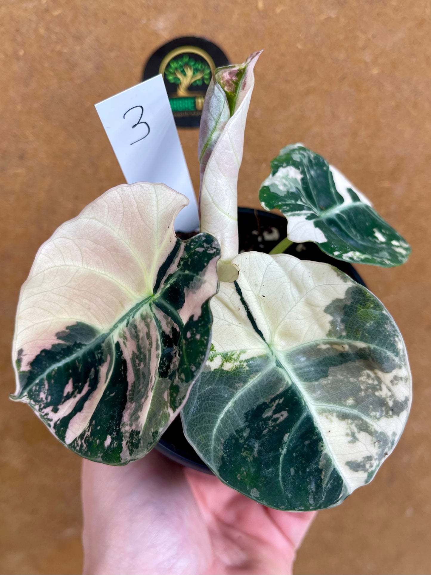 ALOCASIA BLACK VELVET PINK VARIEGATA NEW