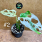 Monstera adansonii variegata baby/boutures