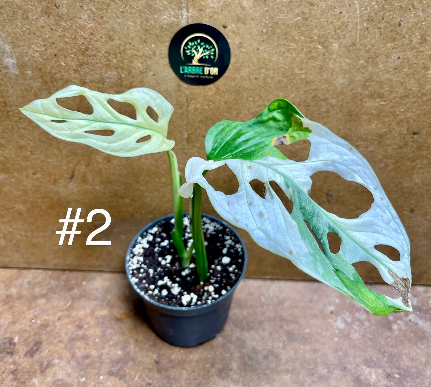 Monstera adansonii variegata baby/boutures