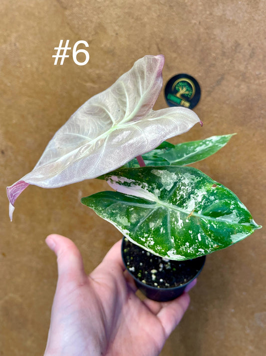 Alocasia nairobi nights variegata S NEW