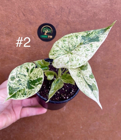 Alocasia dragon scale mint variegata NEW