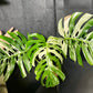 Monstera variegata big form XL boutures