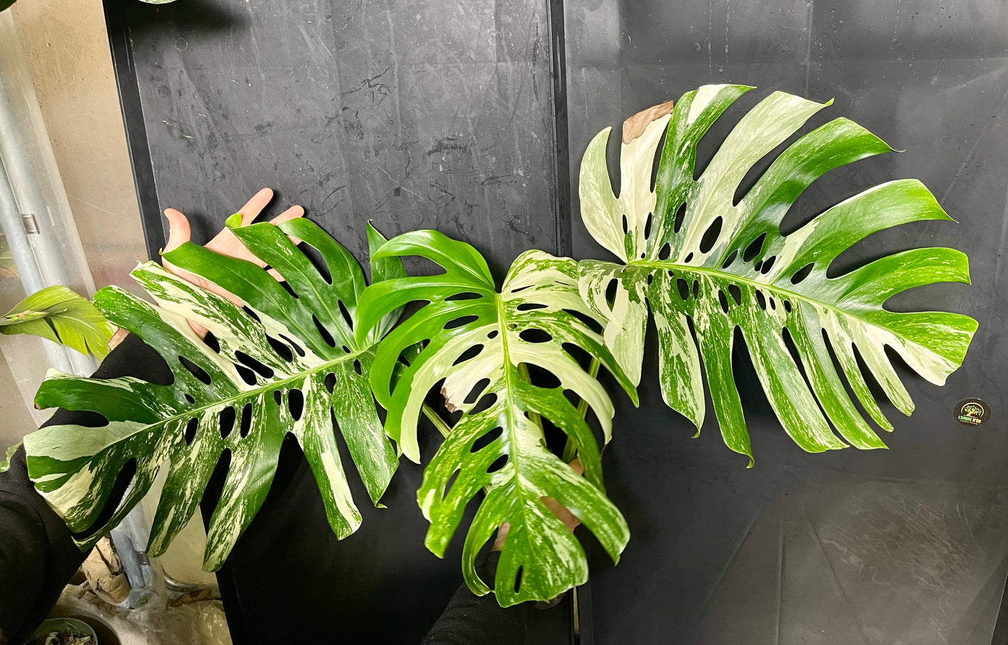 Monstera variegata big form XL boutures