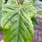 Anthurium balaoanum mutation variegata NEW