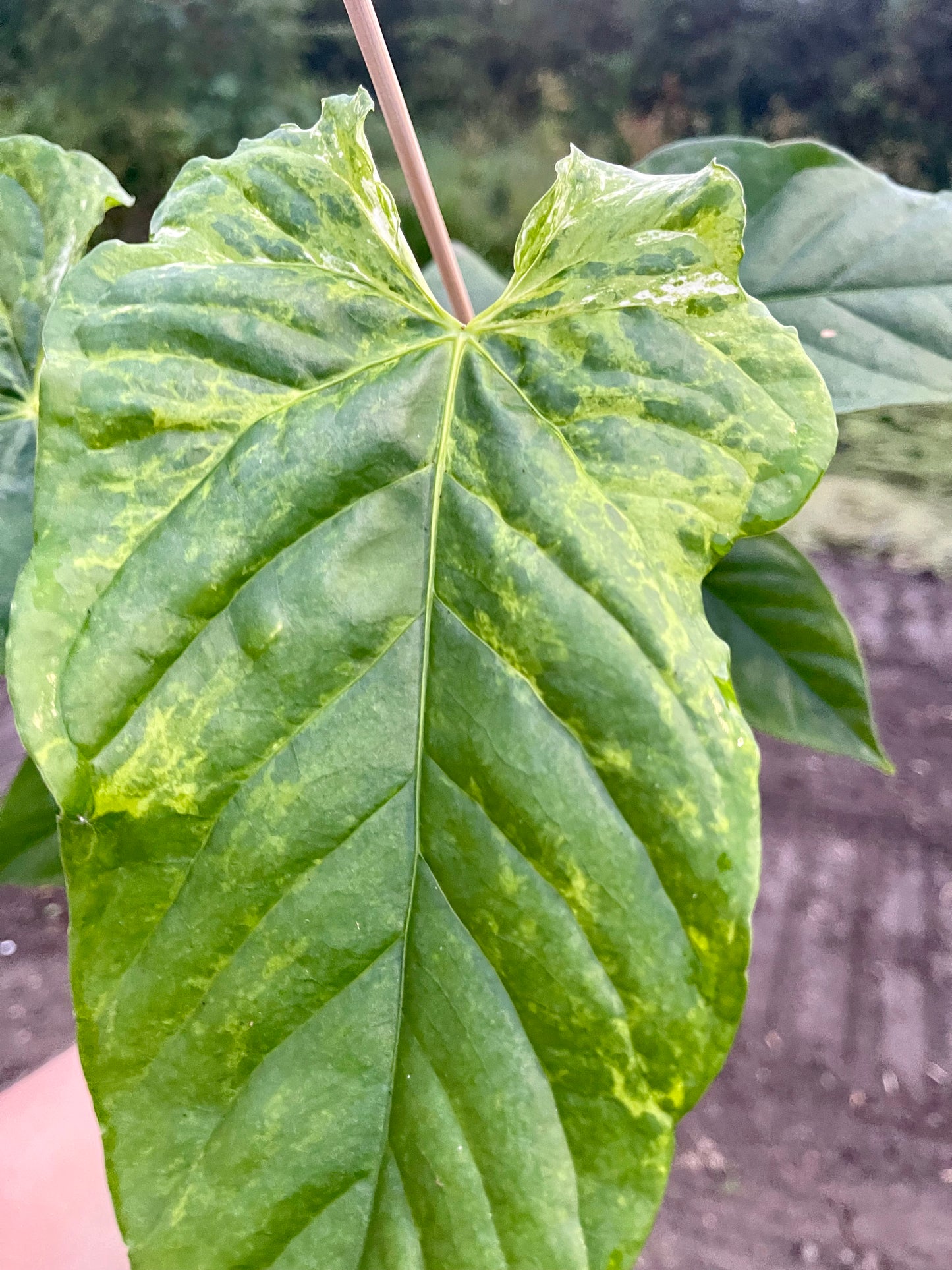 Anthurium balaoanum mutation variegata NEW