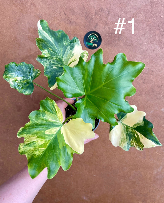 Philodendron selloum variegata S NEW