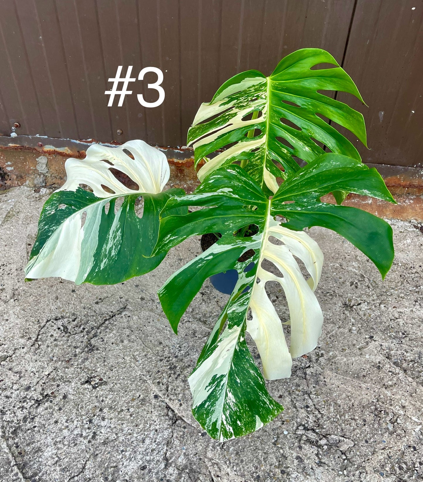 Monstera variegata NOID