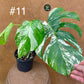 Monstera albo Variegata Boutures racinés en pot