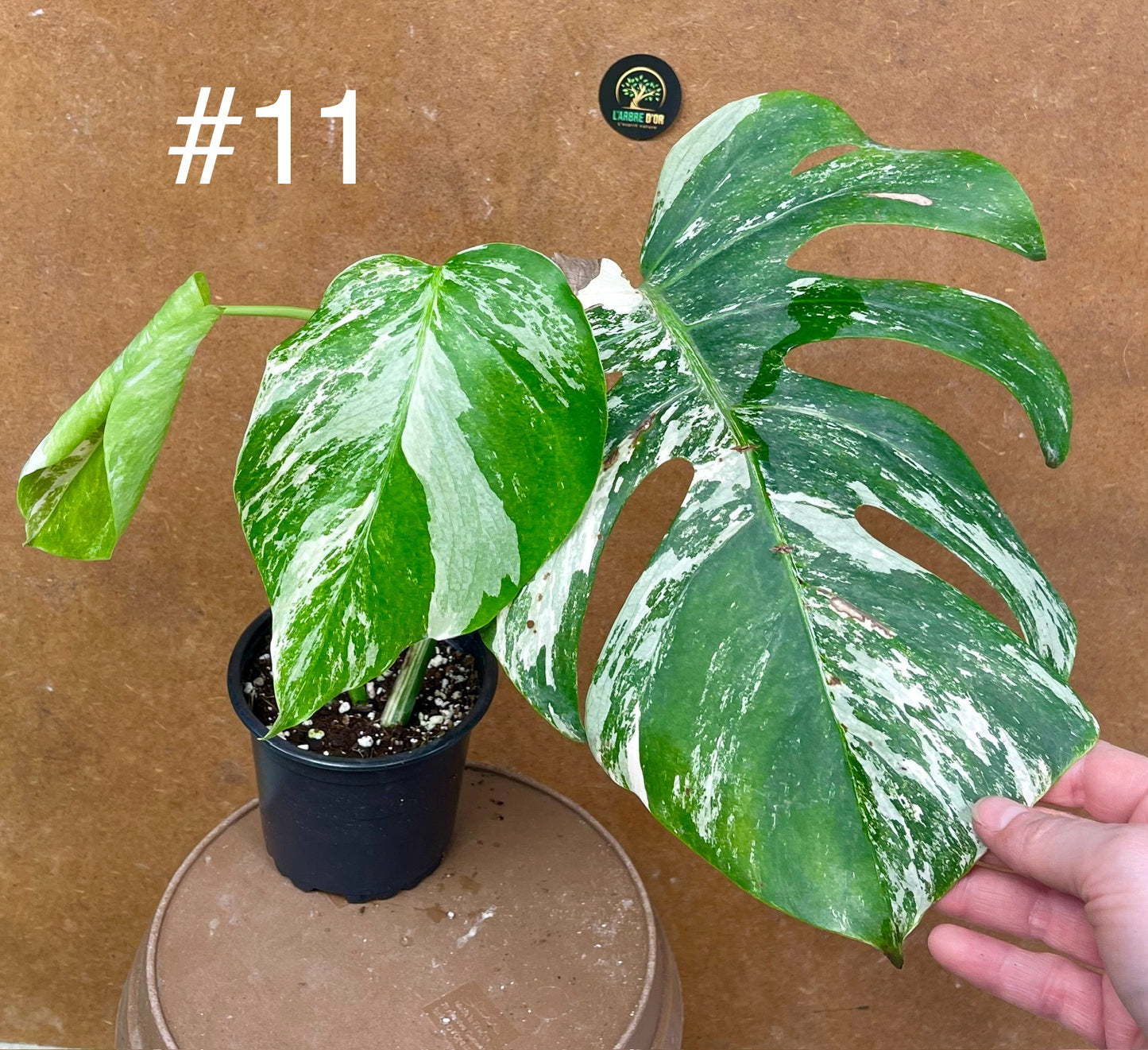 Monstera albo Variegata Boutures racinés en pot