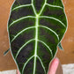 Alocasia Watsonia purple