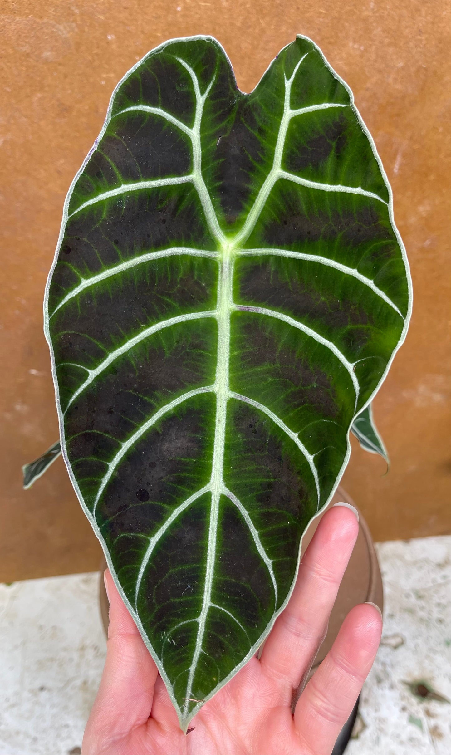 Alocasia Watsonia purple