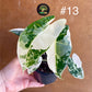 Alocasia frydek variegata haute variegation NEW